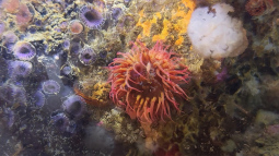 Symbiosisby Kent Tate