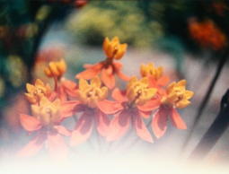 A Shifting Pattern&nbsp;by Isaac Sherman